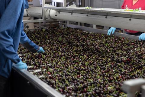 Gebbers Farms relies on Sullair compressors for its daily cherry and apple productions