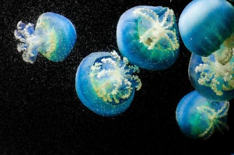 Blue jellyfish in water